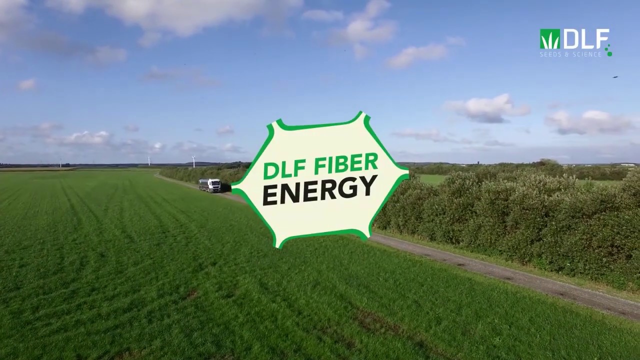 DLF Fiber Energy