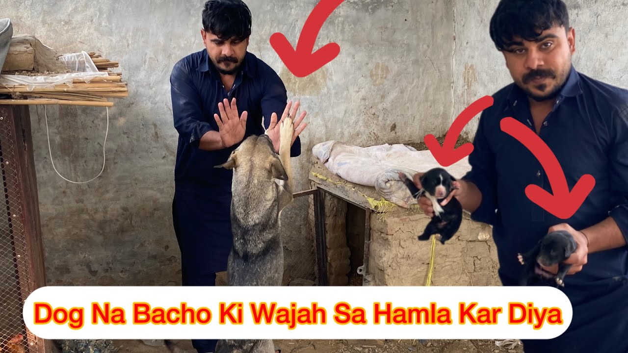 Bacho Sa Kitna Pyar Hai Dog Ko 