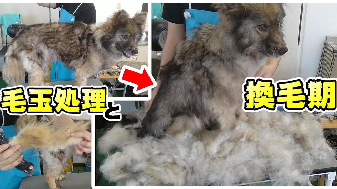 【トリミング】５倍速でわかる！MiX犬のトリミング（毛玉処理・換毛期）【１７５時間目】　|　(5Xspeed)Trimming for Mongrel dog
