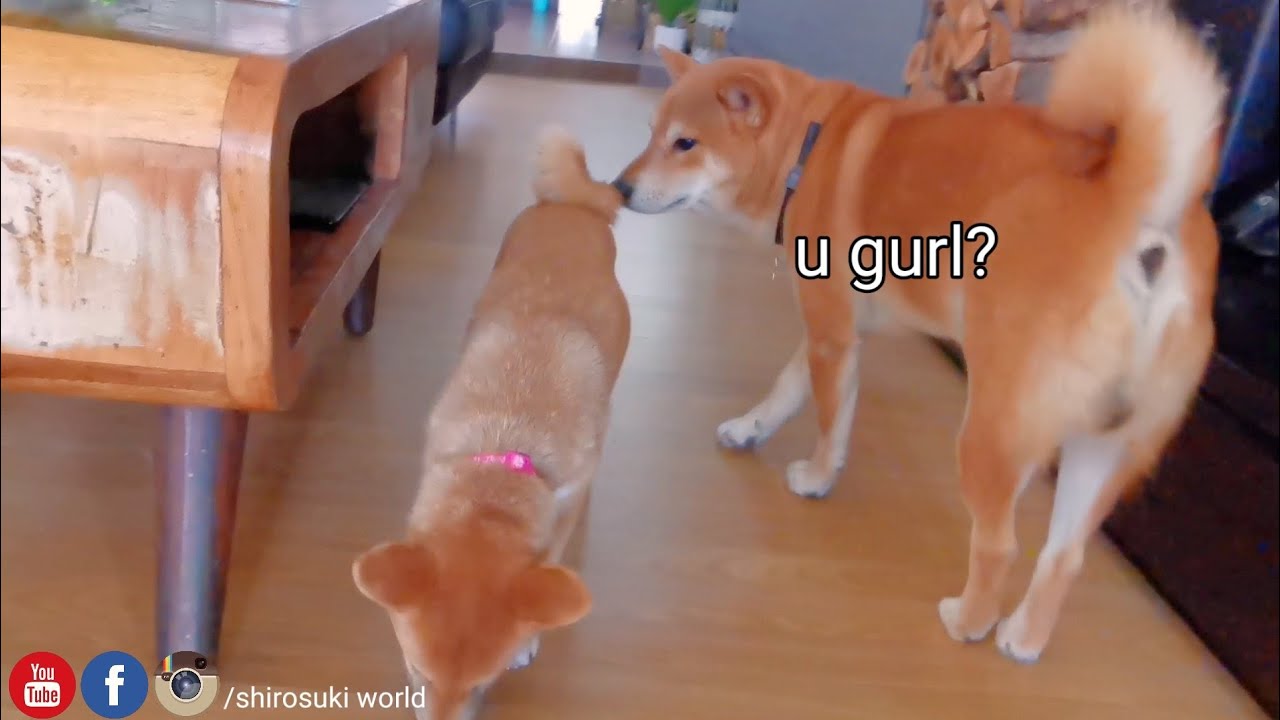 Shiro Discovers Raya is a Girl 🤯