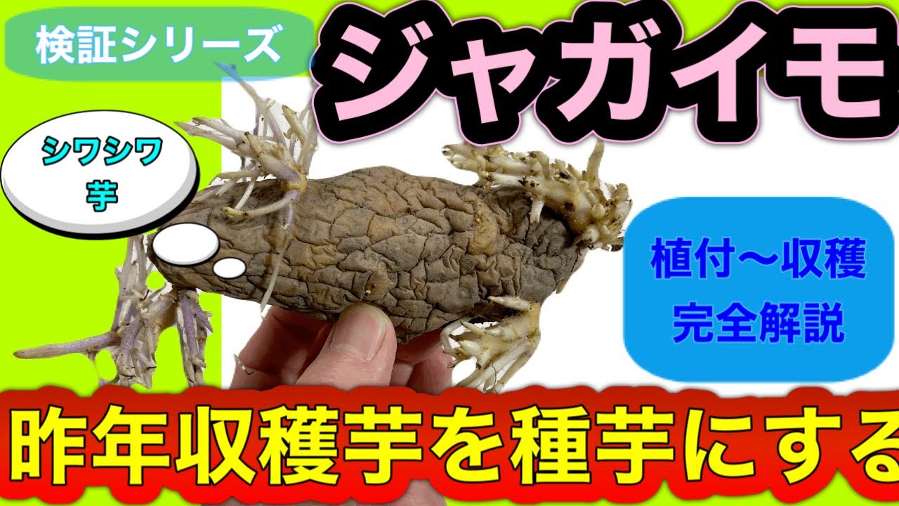 ジャガイモ栽培「昨年収穫した芋を種芋として使用出来るか？」検証動画です。２月の植え付けから6月の収穫迄の全て工程を網羅解説しています。大きいジャガイモ作りに必須の芽かき作業についても解説、必見です。