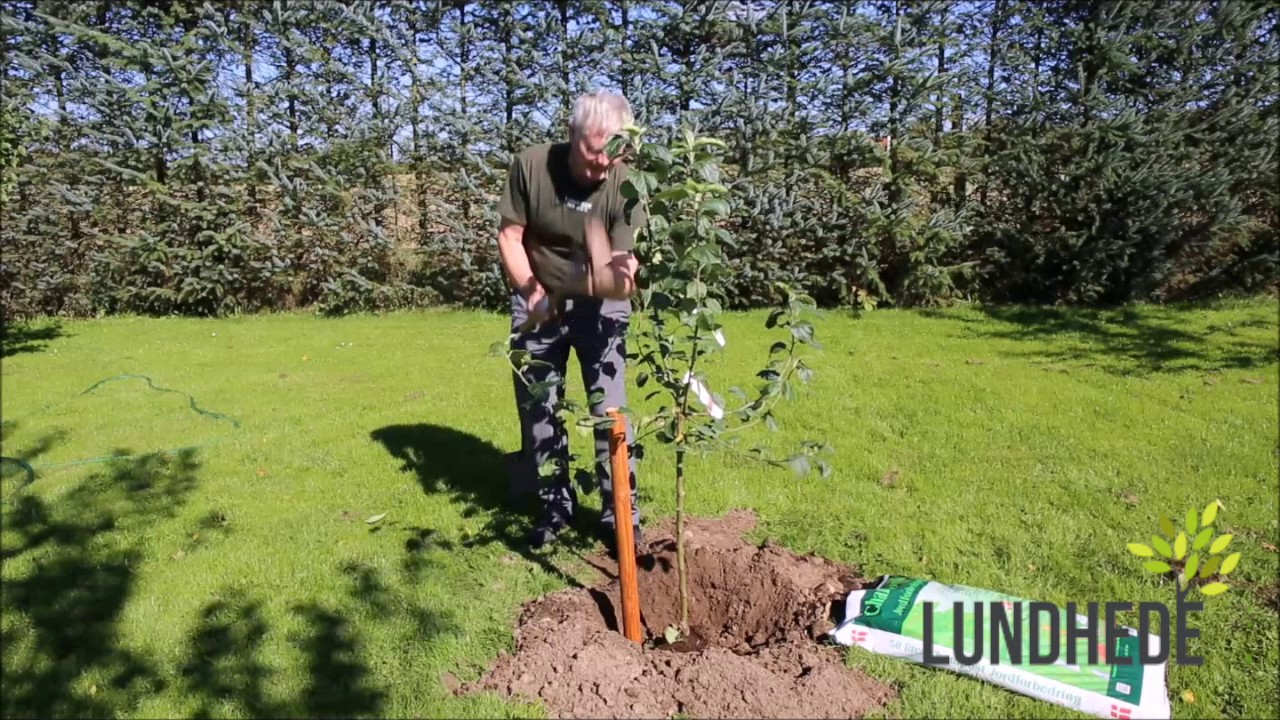 Guide til plantning af frugttræ - få de lækreste æbler med denne guide