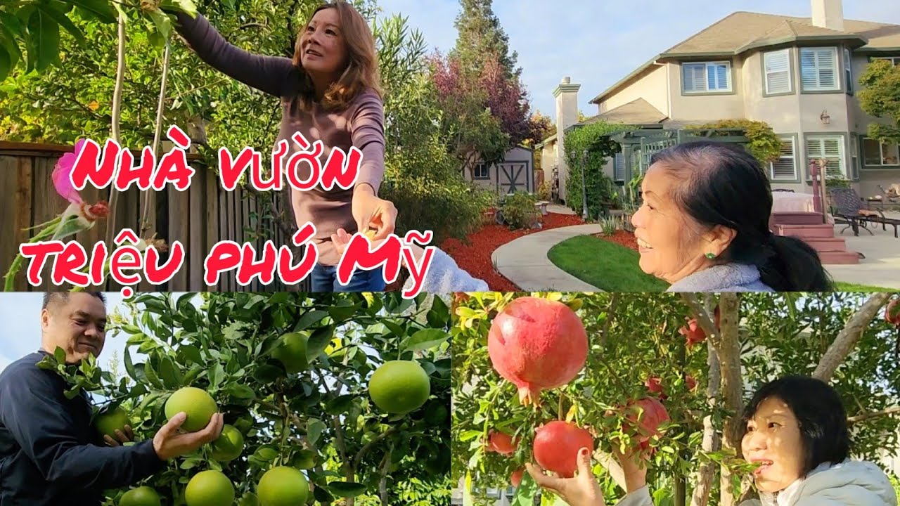Thăm vườn trái cây của triệu phú trên đất Mỹ: lựu đỏ, hồng giòn, cam vàng, bưởi ngọt trĩu cành