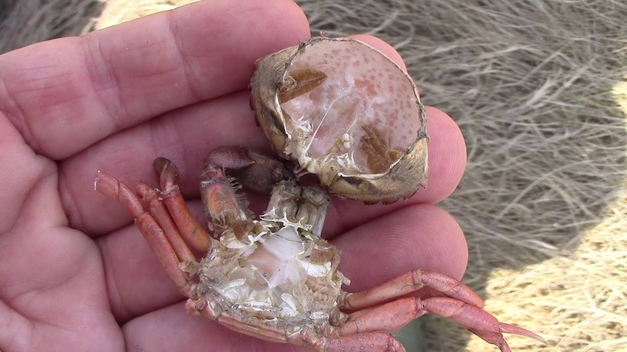 #OceanRunnerNH: Crackly Crabs