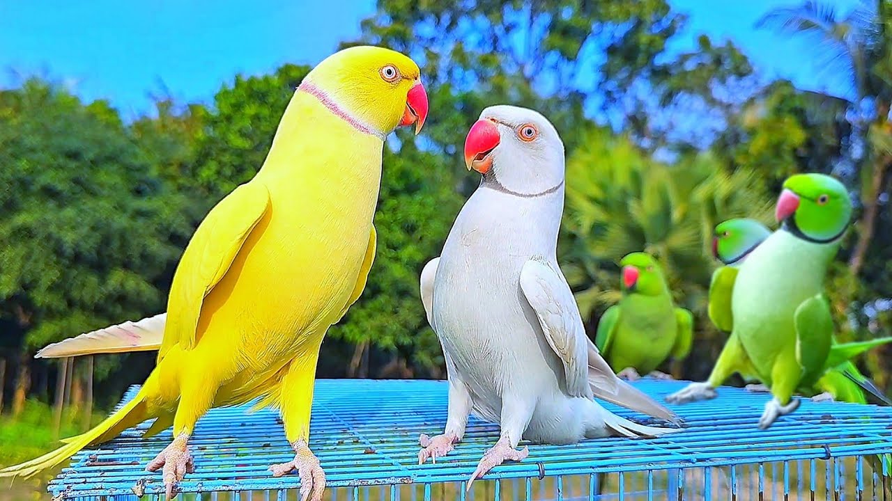 Funny Talking Parrot Video