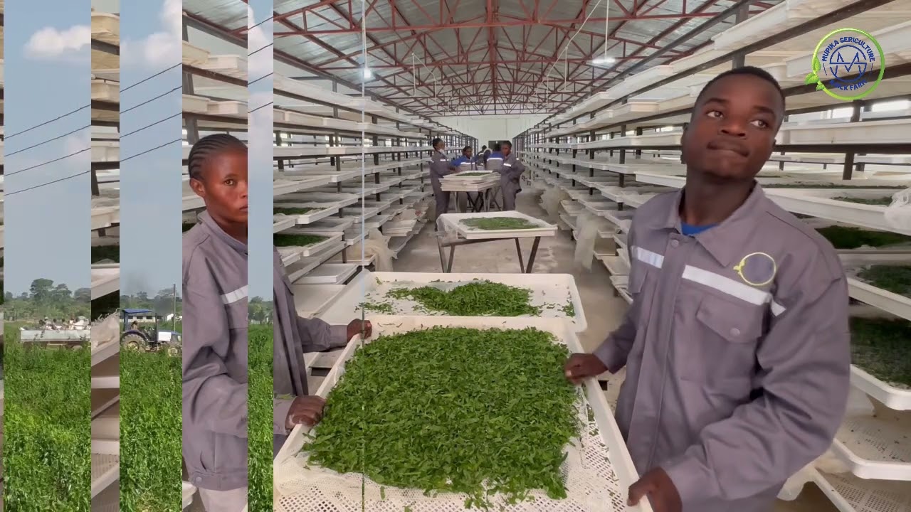 Mupika Sericulture