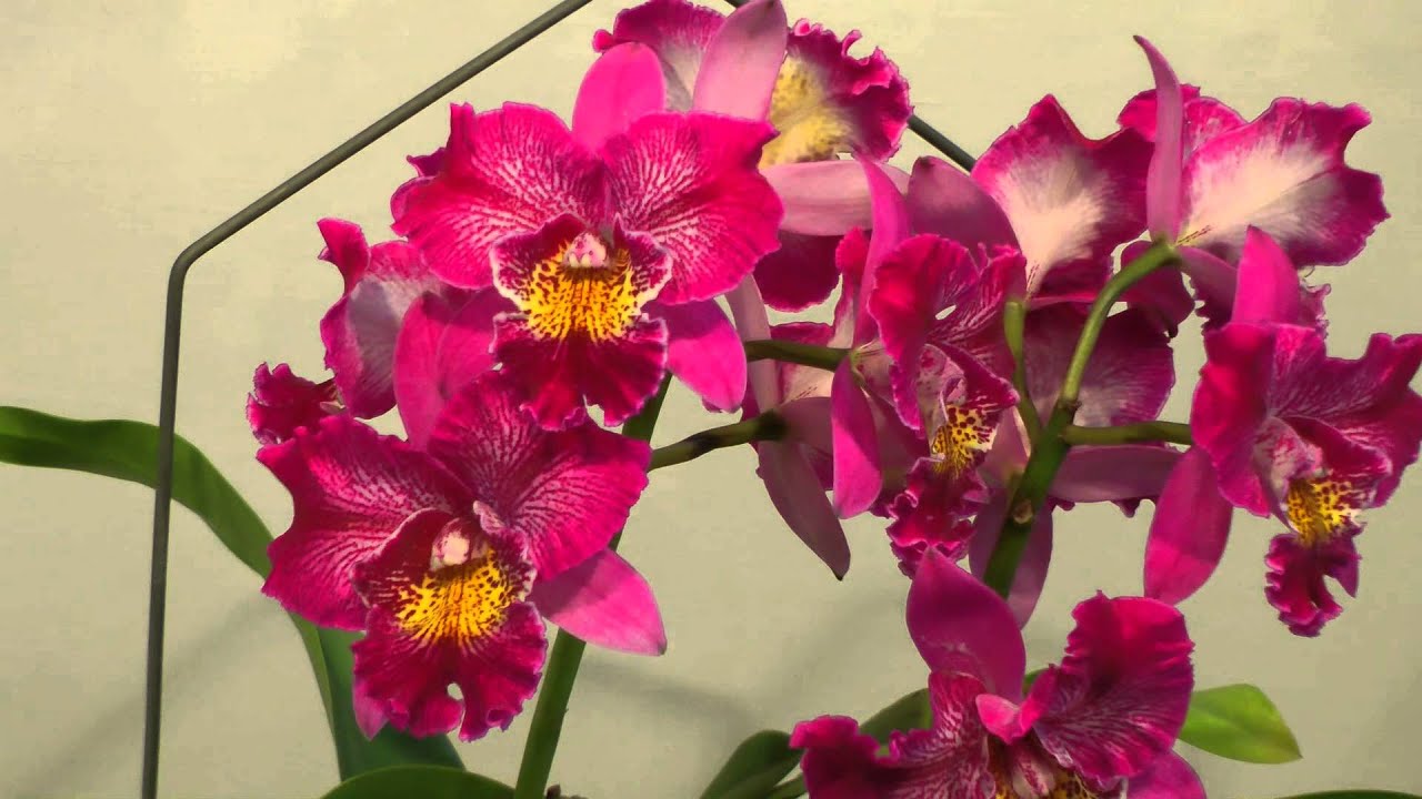 2015 臺灣國際蘭展(4) Taiwan Int'l Orchid Show.嘉德麗雅蘭 Cattleya.Full HD1080p