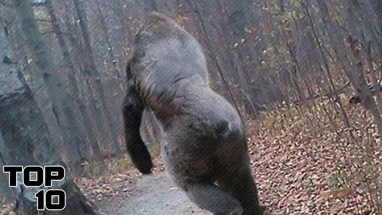 Top 10 Concerning Bigfoot Evidence America Never Wants You To Know About