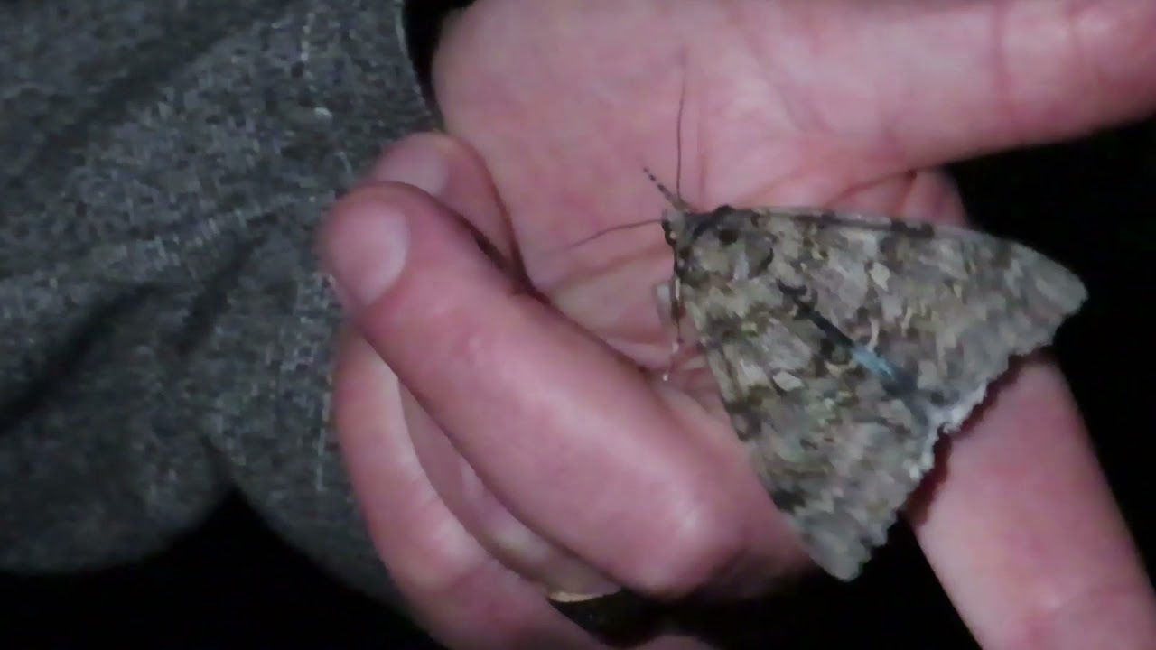 Clifden Nonpareil, Foxton, Cambridgeshire, 13/9/21