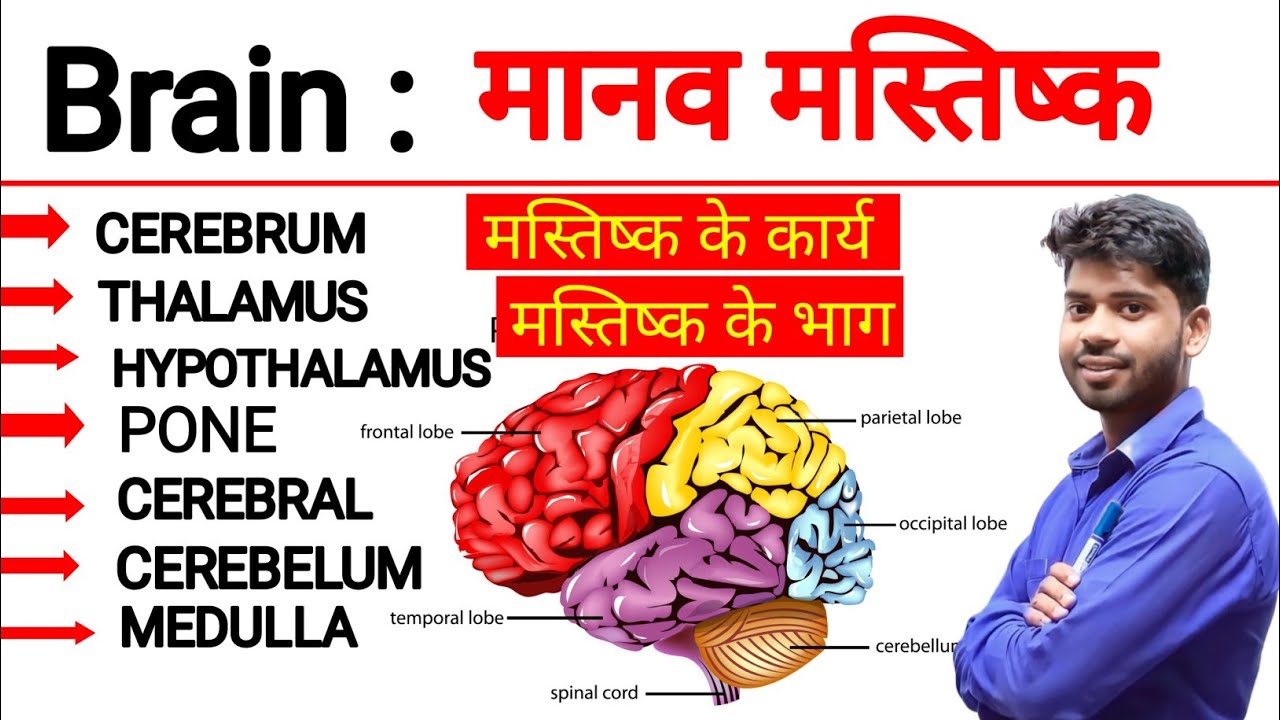 #BRAIN #HUMAN BRAIN #FUNCTION OF BRAIN #CEREBRUM #THALAMUS,HYPOTHALAMUS,CEREBRAL CARPORA,CEREBELUM