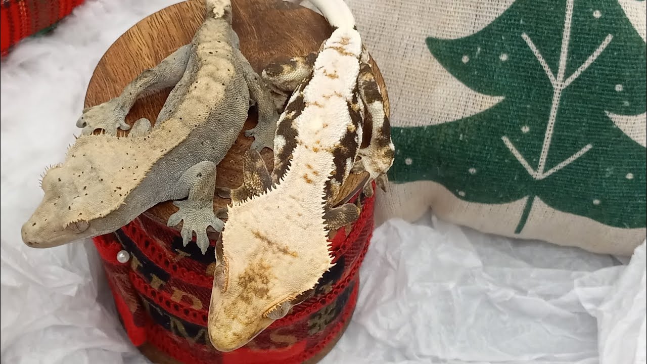 what's the difference between a pet quality and a breeding quality crested gecko