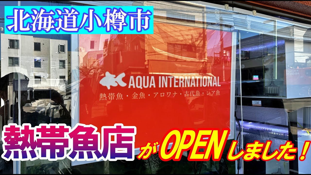 【熱帯魚店オープン】北海道小樽市に熱帯魚ショップがオープンしました！