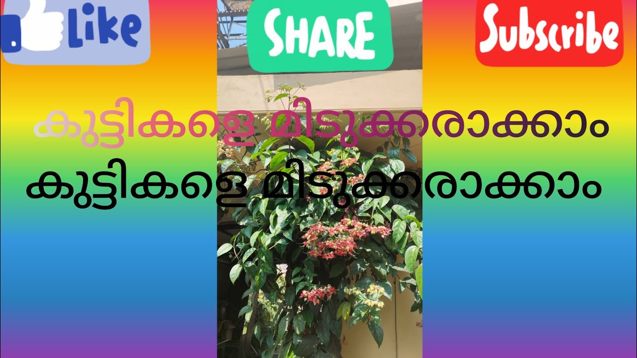 തോട്ടം വൃത്തിയാക്കലും ഒപ്പം കുട്ടികളെക്കുറിച്ചും....