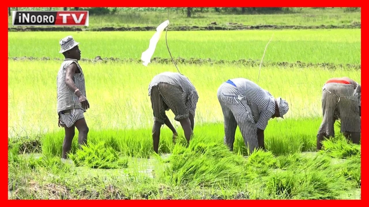 Ohwo arimi a mucere Gathigiriri Prisons, Mwea; #MugamboWaMurimi (Part 3)