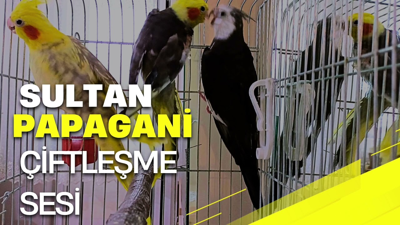 Sultan papağanı çiftleşme ve kızıştırma sesi 