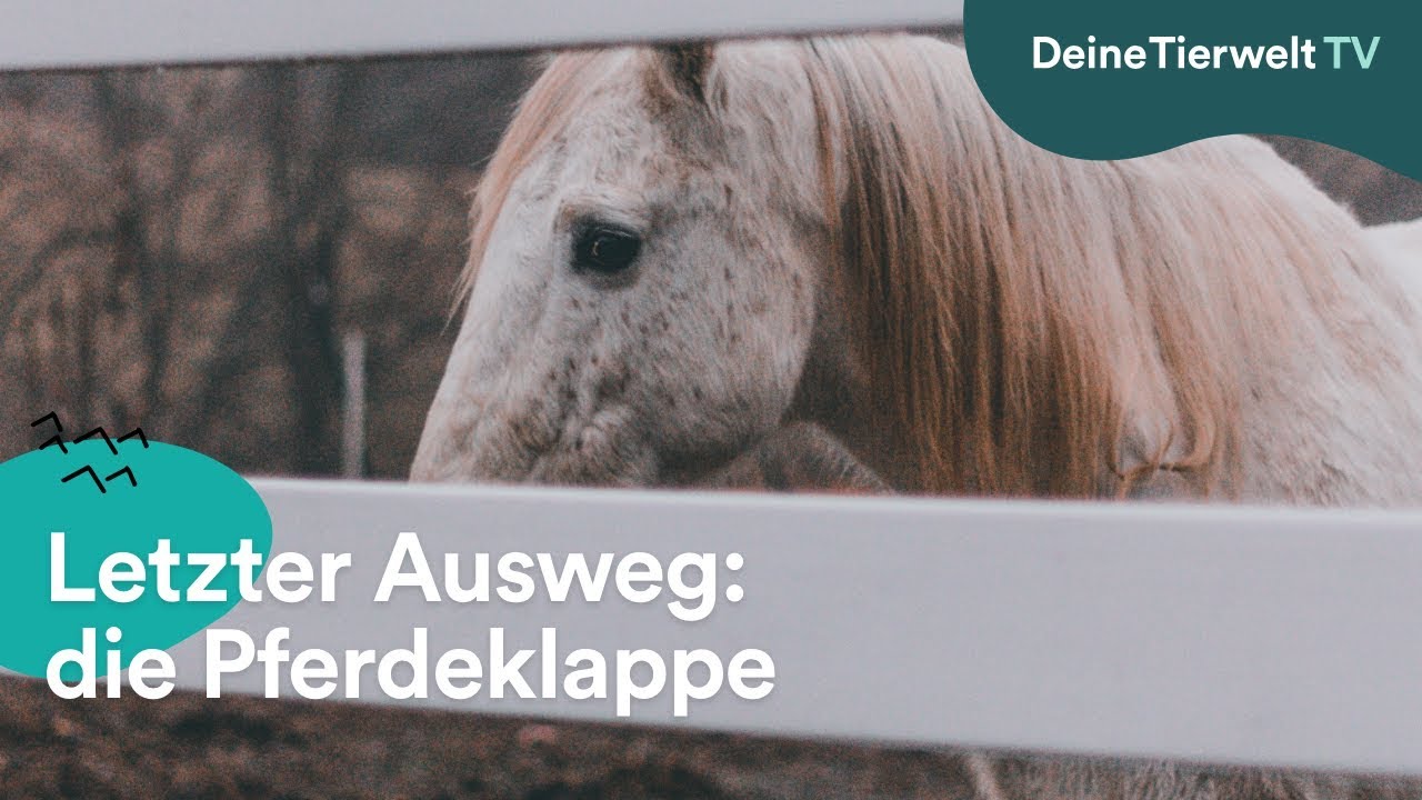 Der letzte Ausweg: Pferdeklappe