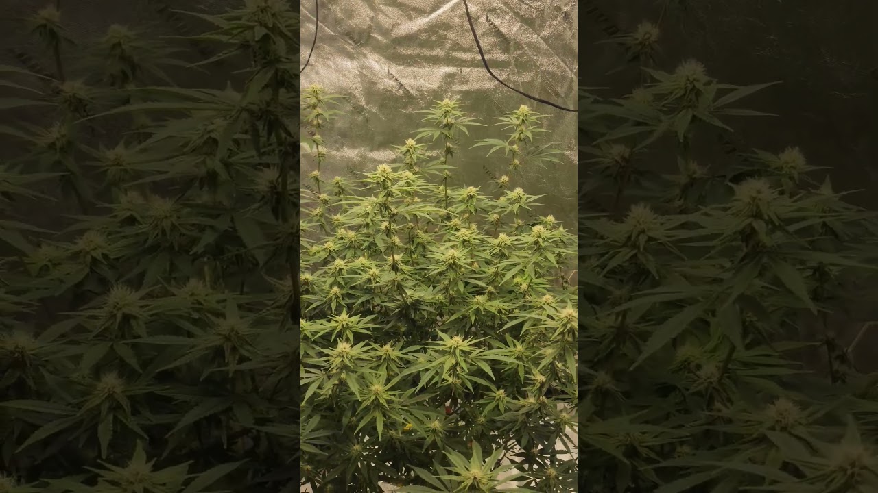 Bananacane #garden