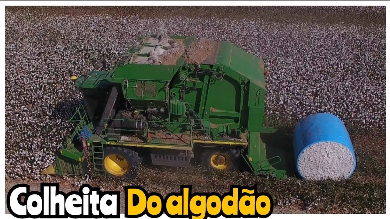 VOLTEI  PARA ACOMPANHAR A COLHEITA DE ALGODÃO NA FAZENDA CABANA
