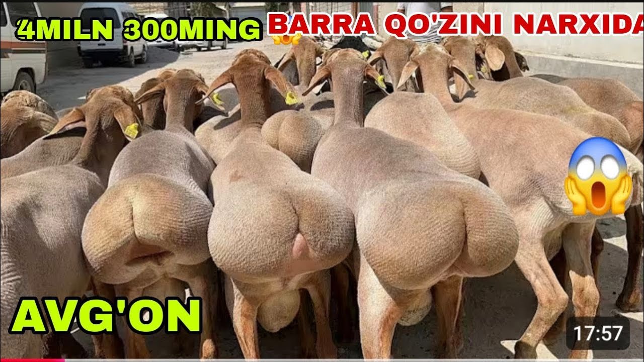 😳100 ga 100 toza  200kg barra qo’zini narxida 4miln 300ming arashan qo’zilar keldi bunaqasi yilda bi