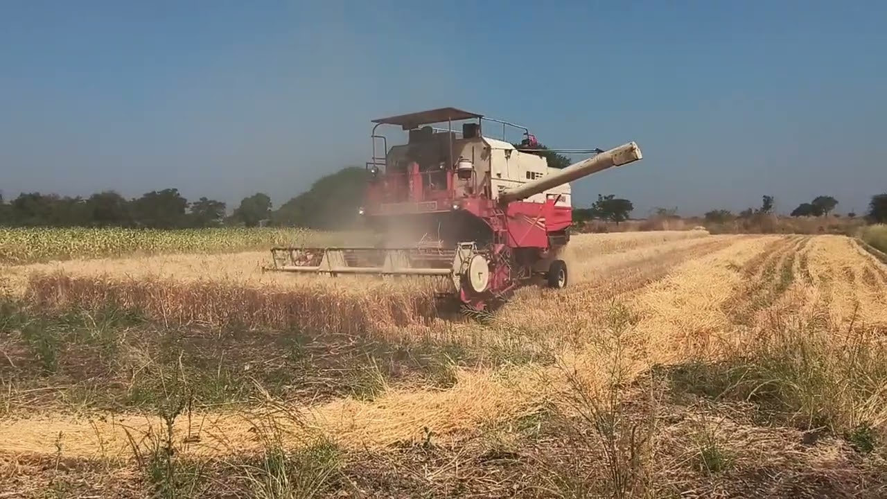 Wheat 🌾🌾 harvesting in Beed,Maharashtra part 2