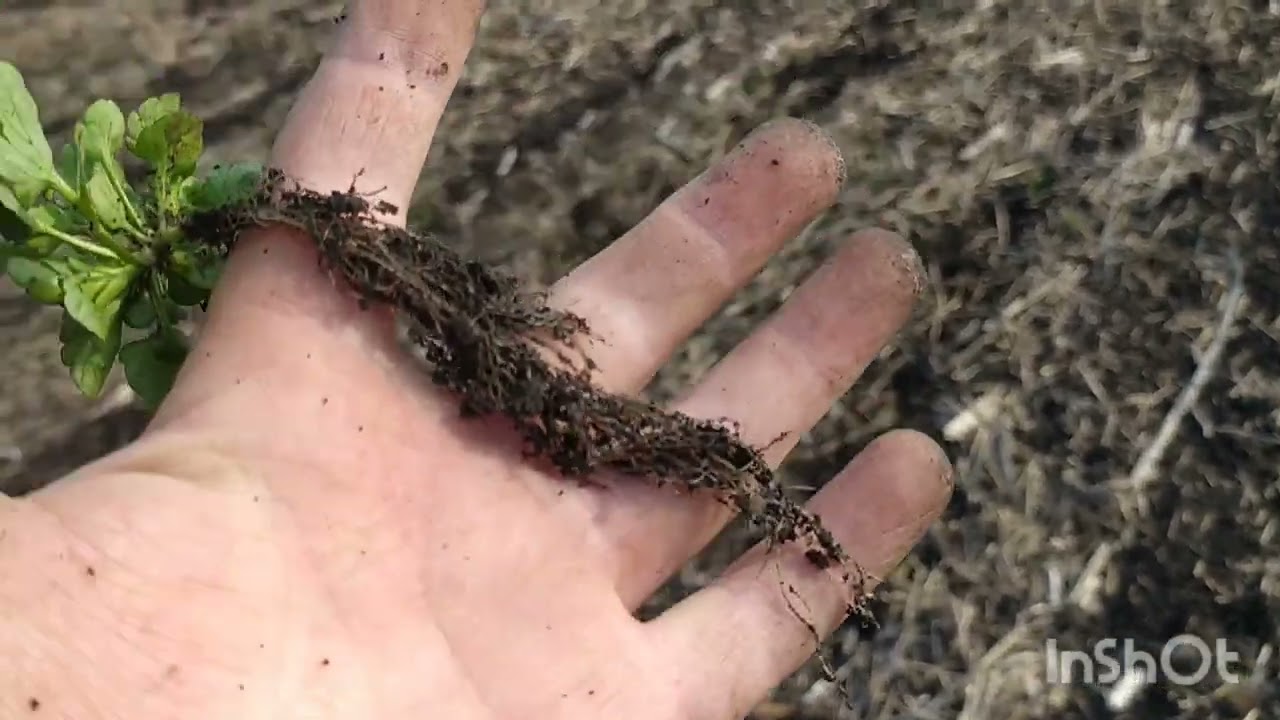 No-Till. Посів гороха СЗС 3.8