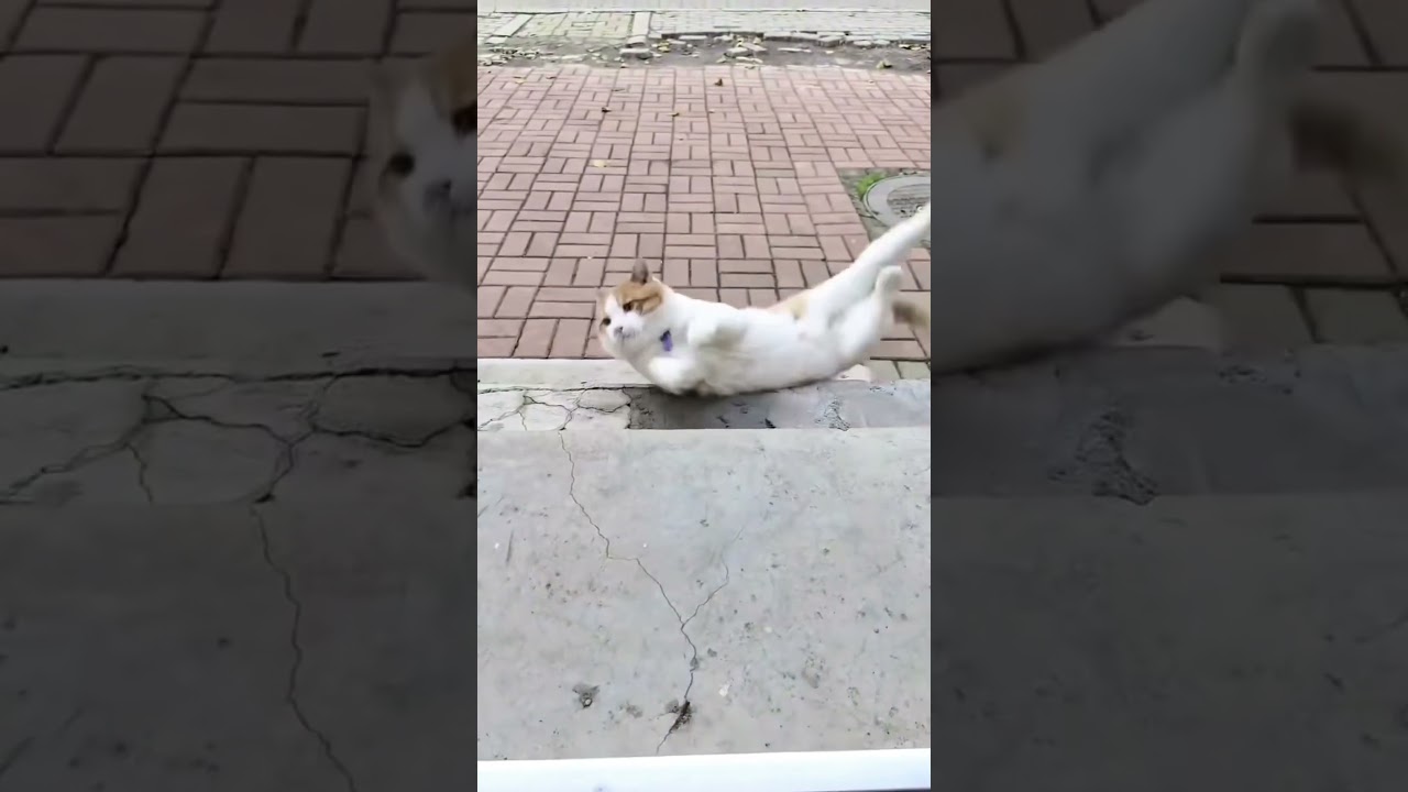 TOP 10 Most CUNNING Cats on Earth: Prepare to LAUGH Out Loud! 😹 Adorably Destructive Felines #cat
