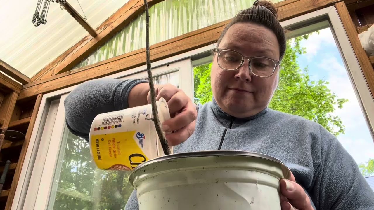 Seed Starting Sunday: germinate peanuts 🥜
