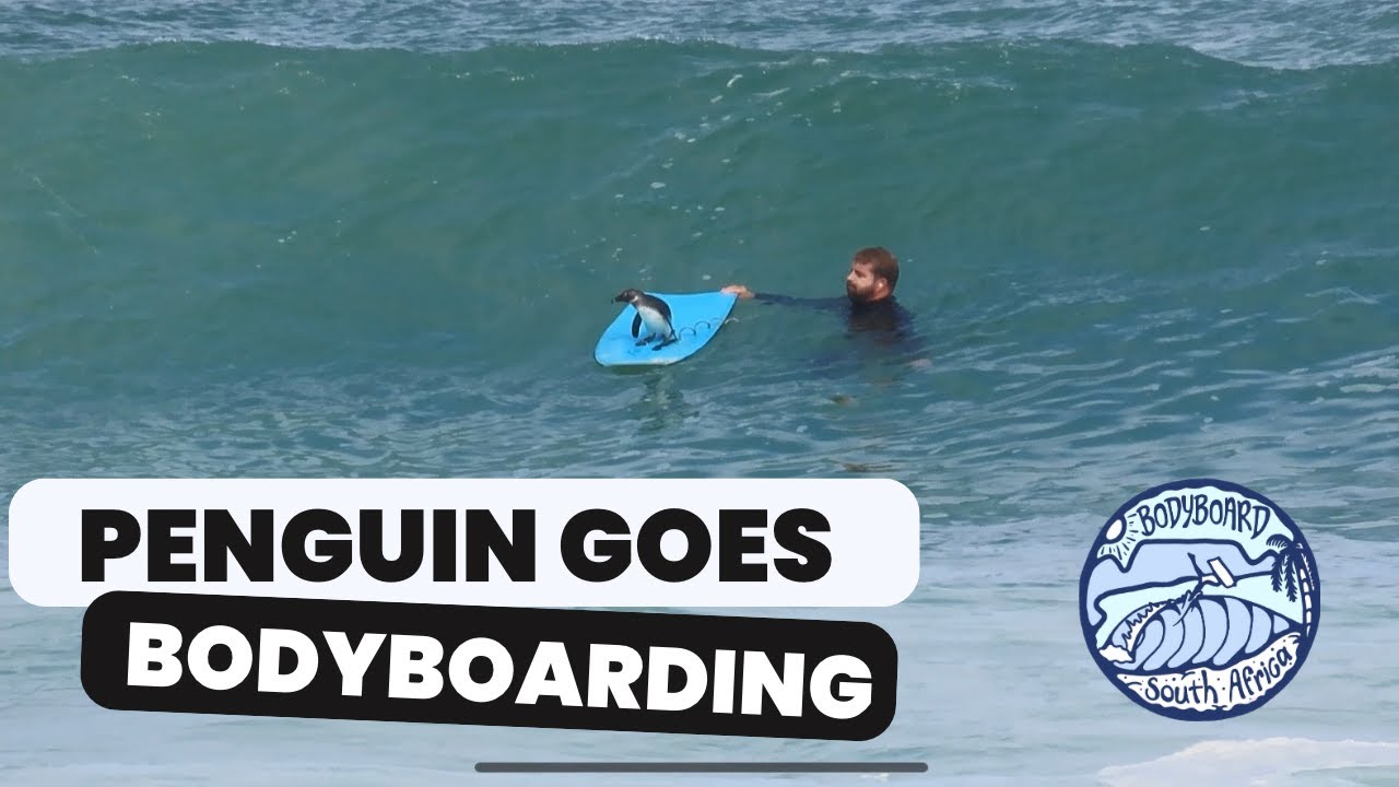 African Penguin goes bodyboarding!