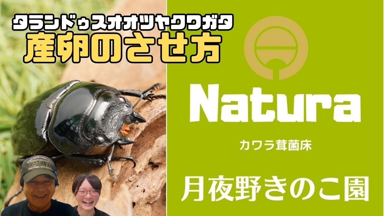タランドゥスオオツヤクワガタ飼育方法！産卵のさせ方は？｜【クワカブ広場】名人Shihoのクワカブ相談室！会員は無料で配信中！〈8月16号〉#カブトムシ #クワガタ #昆虫 #夏 #飼育方法