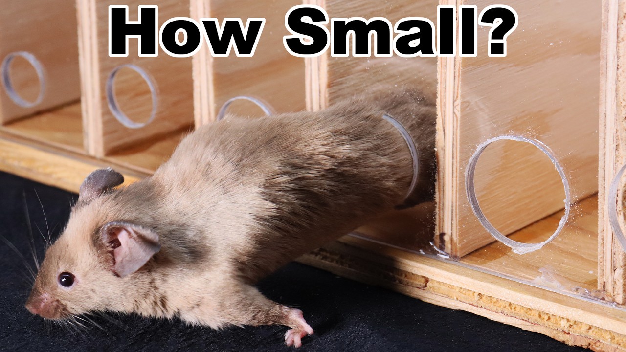 How Small of Hole Can Mice Fit Through? Proof Mice Can Squeeze in a Hole Smaller Than A Dime.