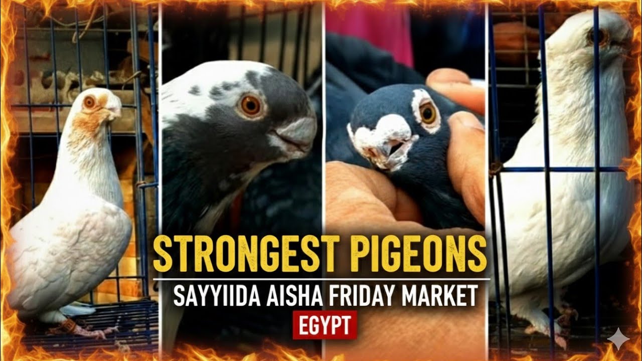 قلب سوق الجمعة بالسيدة عائشة: أقوى فرجة وأحدث أسعار الحمام 🕊️