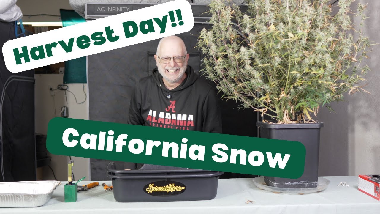 Harvest Day for the California Snow