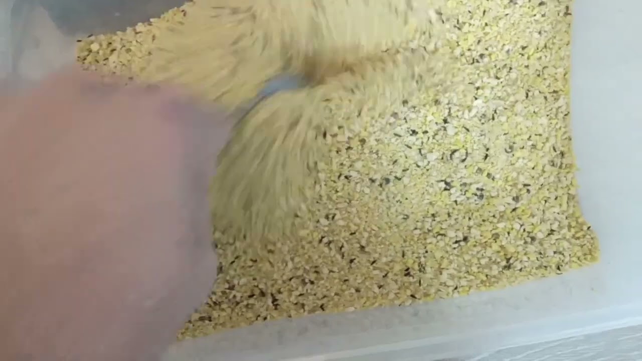 pasta de cría qué utilizamos nosotros.