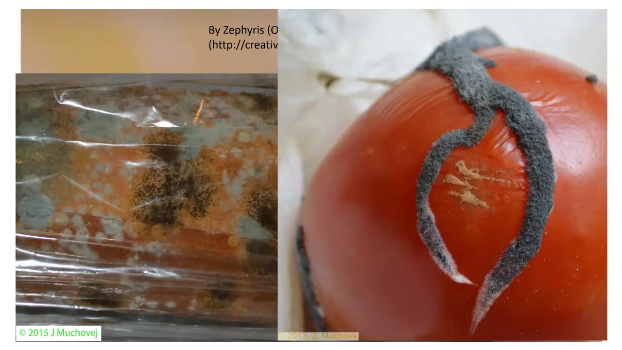 Zygomycota