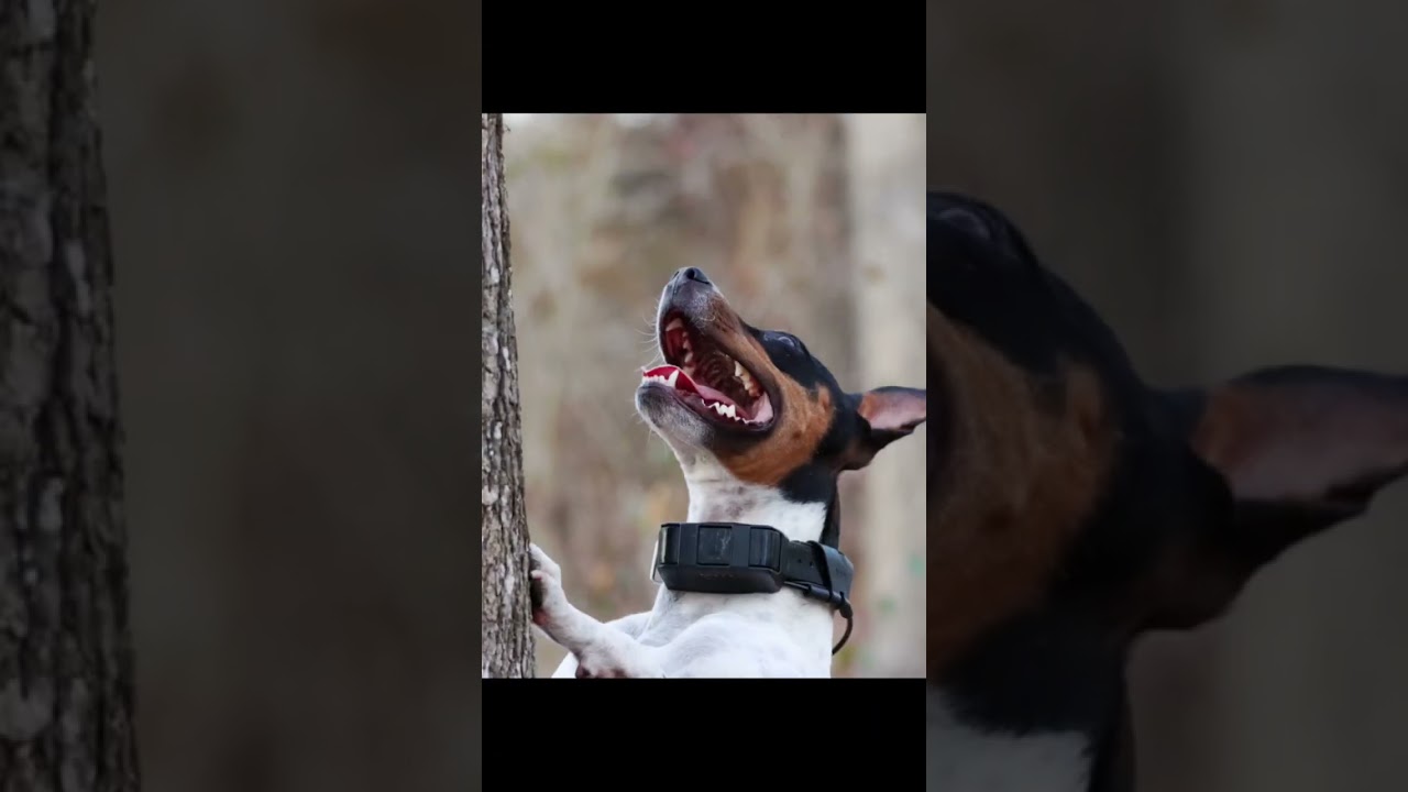 Decker Terrier For the Win! #deckerterrier #terrier #dog #puppy #workingdog #pet #pets #animals