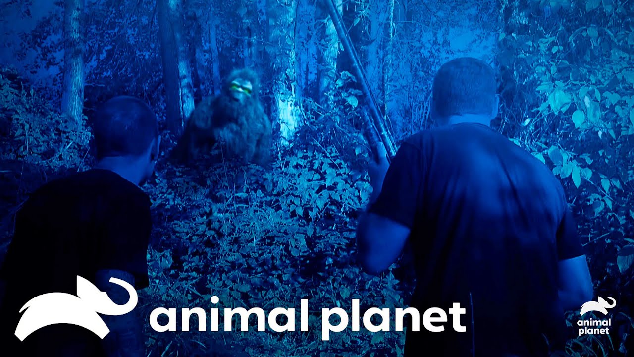 Who's Squatchier? Oregon or Washington?! | Finding Bigfoot | Animal Planet
