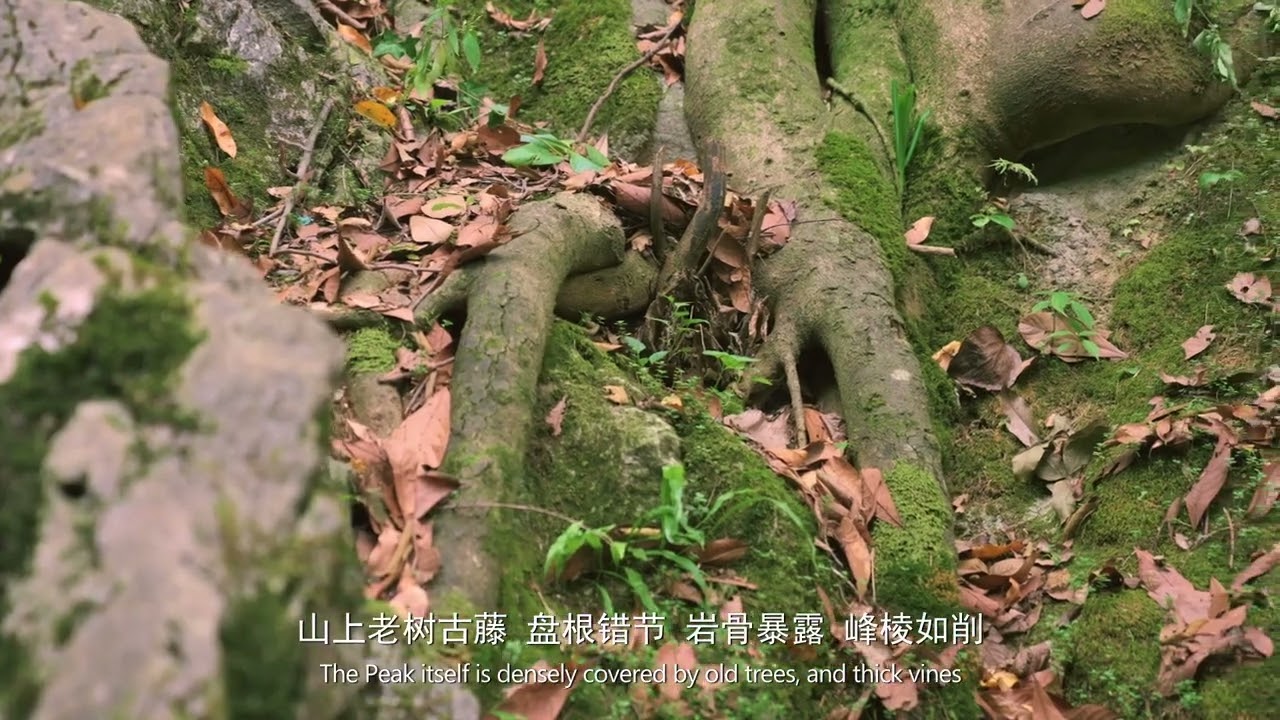 My Hangzhou Stories：Lingyin Temple