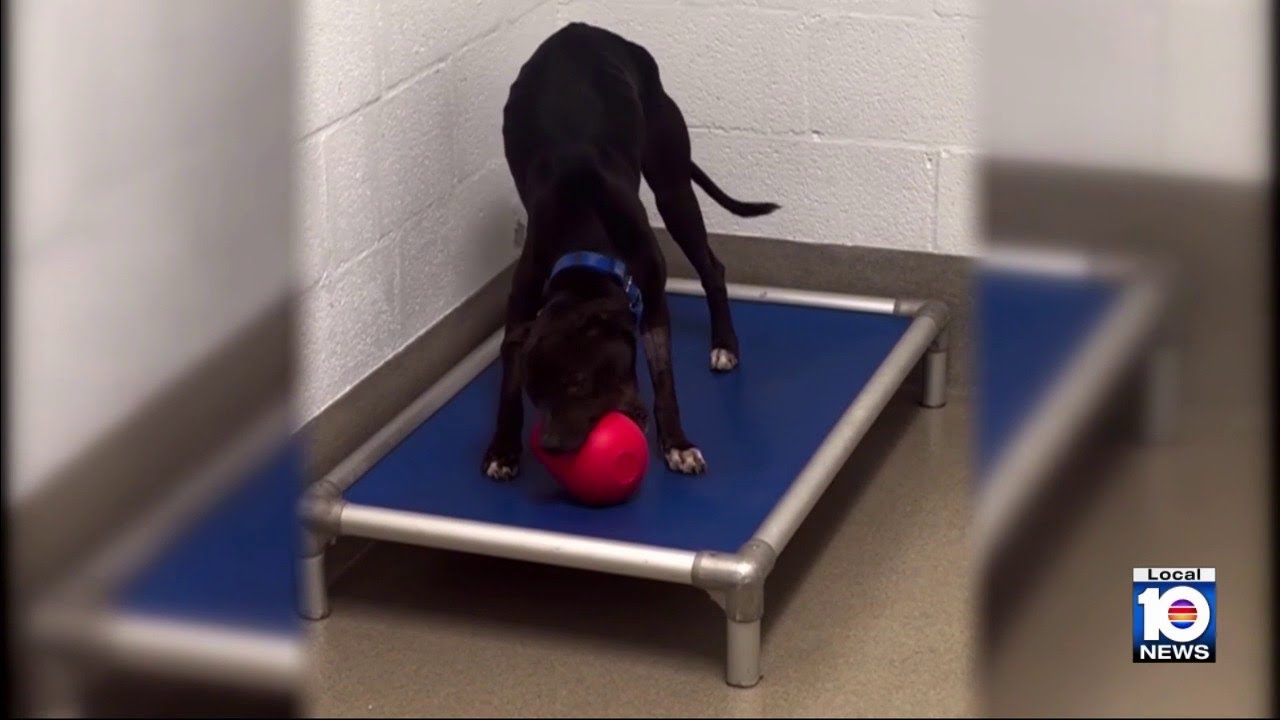 Broward Animal Care says three dogs at risk of being put down