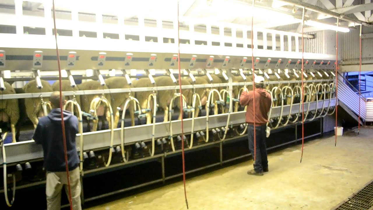 Haverton Hill Sheep Milking [Rapid Exit Parlor]