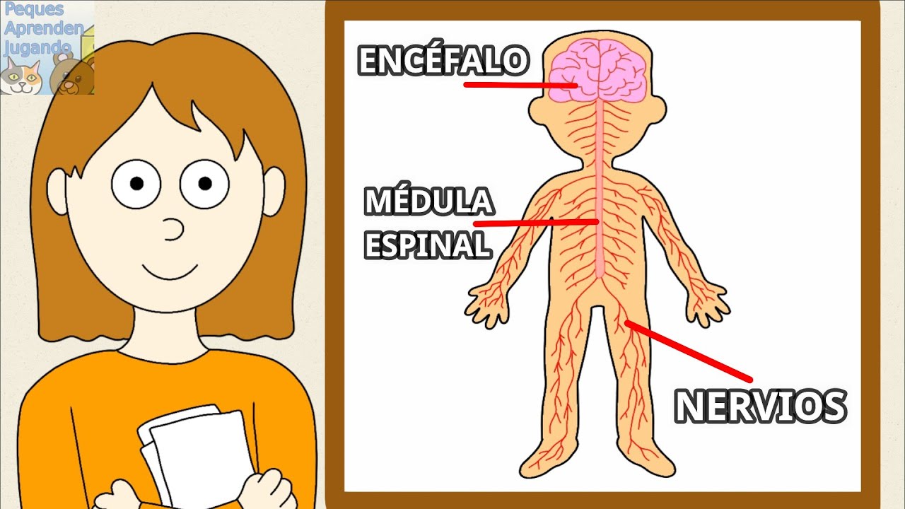 El sistema nervioso para niños  Partes del sistema nervioso  Peques Aprenden Jugando