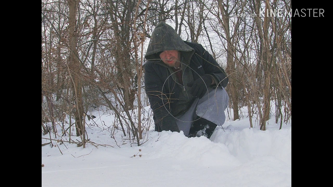 Basic snaring-Coyote trapping