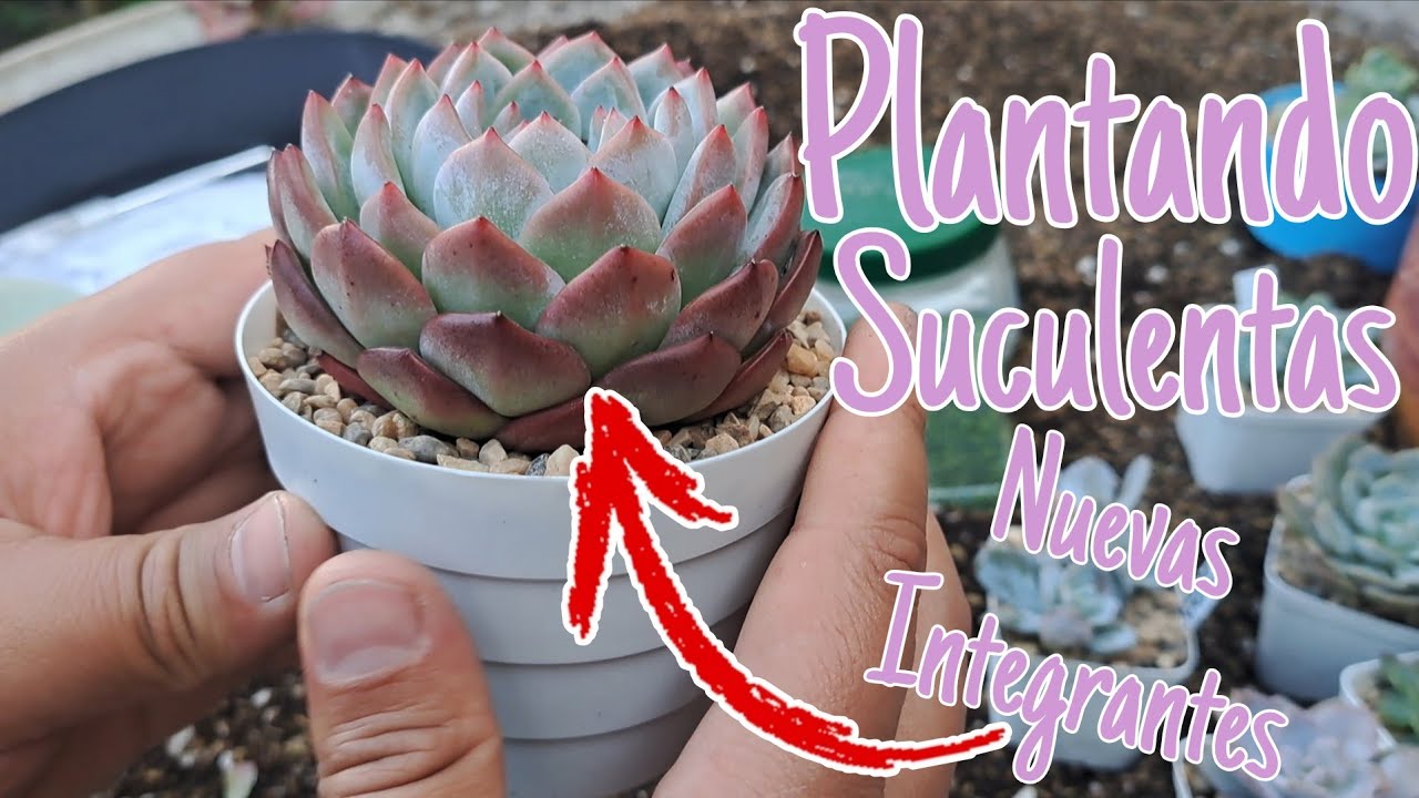 Plantando las suculentas del intercambio: nuevas integrantes y algunos regalitos 🎁✨