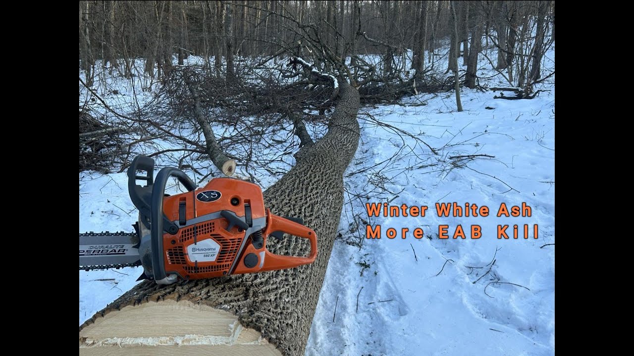 More Harvest Of Ash Boarer Kill Jan 2026