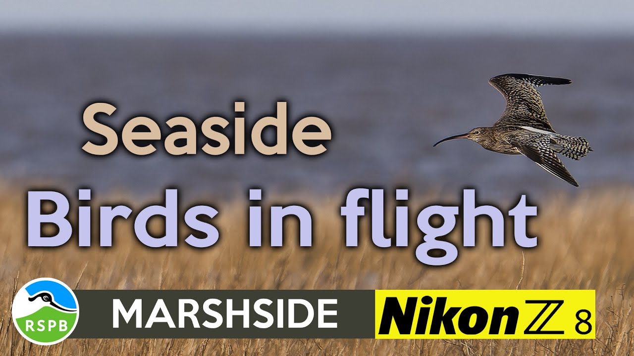 Photographing Birds in Flight at RSPB Marshside   Nikon Z8