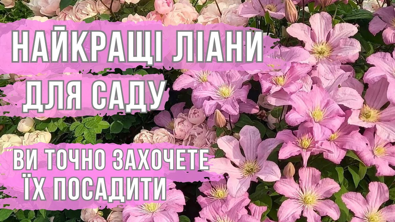 ТОП БАГАТОРІЧНИХ ЛІАН ДЛЯ САДУ/ ВИ ТОЧНО ЗАХОЧЕТЕ ЇХ ПОСАДИТИ