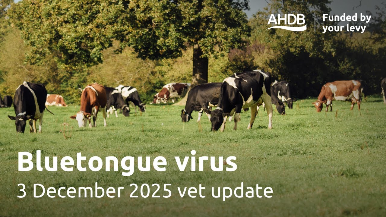 Bluetongue virus vet update - 3 December 2025 | AHDB Webinar