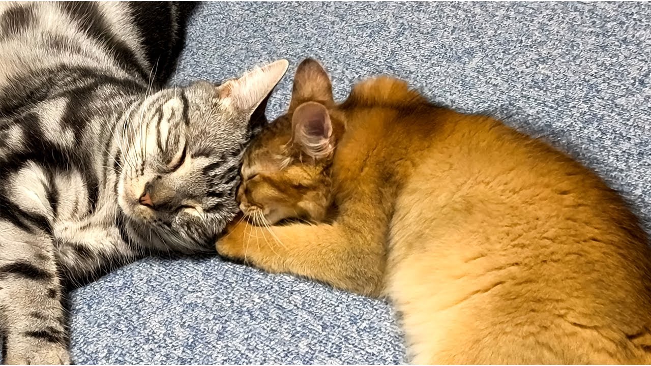 深夜…寝ている兄猫にそっとグルーミングをする弟猫に、成長を感じた日