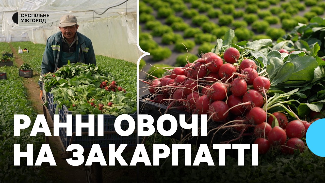 Рання редиска та капуста: як у селі Заріччя на Закарпатті збирають перший урожай