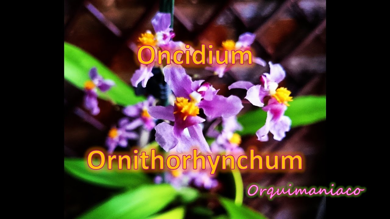 Cultivo Orquídea Oncidium Ornithorhynchum ( Sotoanum )