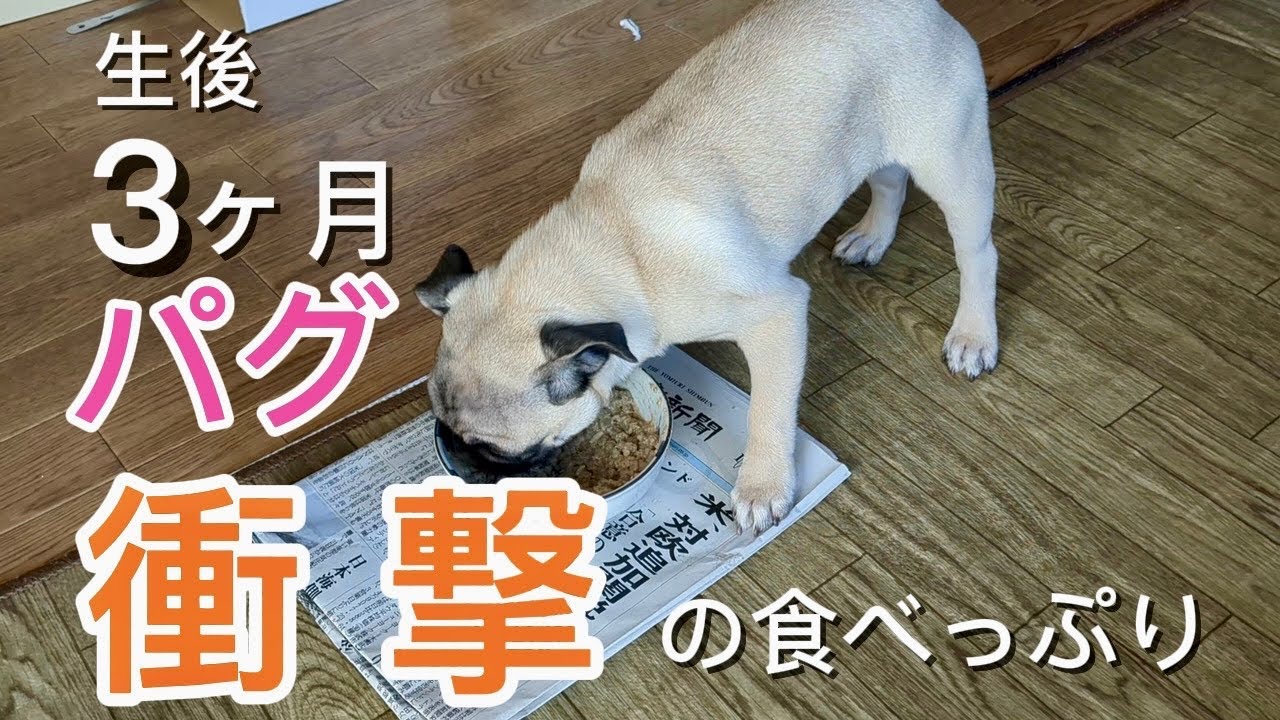 じぃじがすにのゴハンを真剣に作りました【0歳子犬パグ】